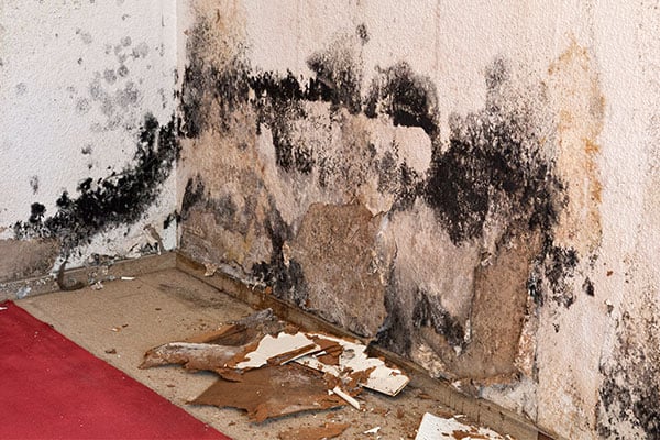 Mold Clean Up Service: How Professionals Protect Your Family